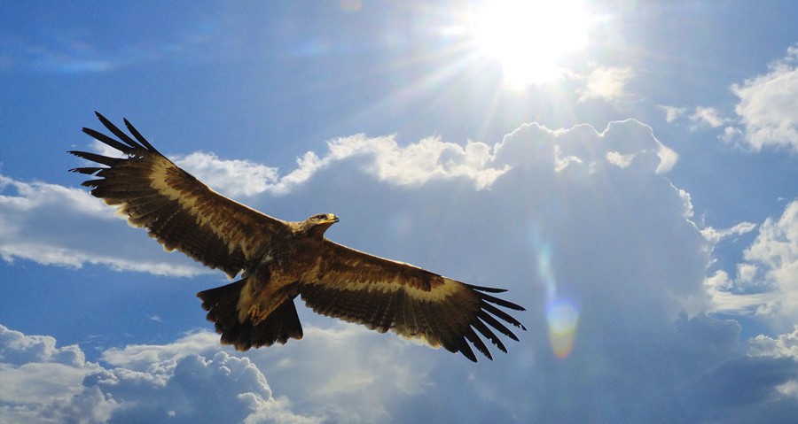 Intuition als Wegweiser unseres individuellen Pfades - Bärenstamm e.V.